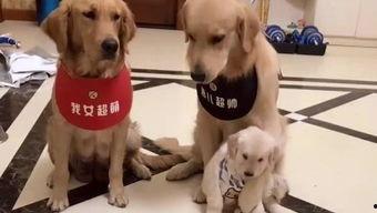 娱乐吃瓜酱送小狗视频大全,萌宠小狗视频大全，萌化你的心！